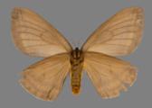 AZ26-0091V